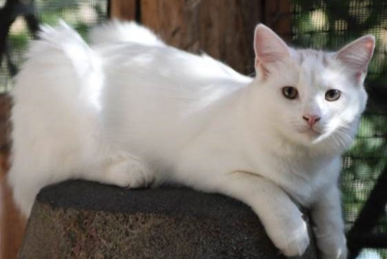 Adopt-A-Pet: Skywalker from the Goathouse Refuge