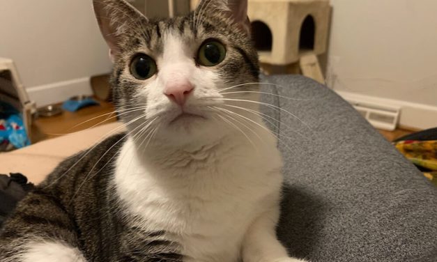 Adopt-A-Pet: Penny and Leonard from Independent Animal Rescue