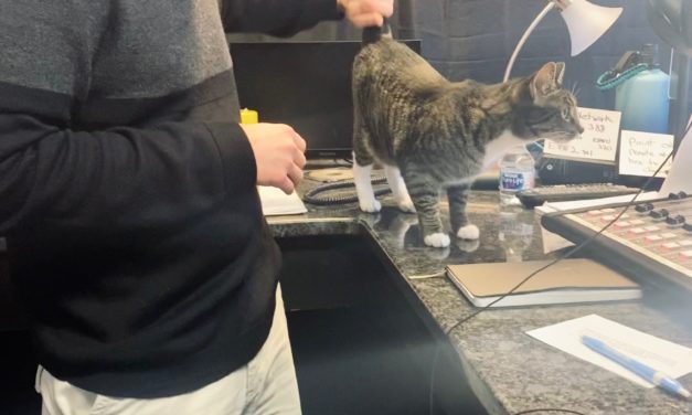 Adopt-A-Pet: Sweetie Pie from Cat Tales Cat Cafe