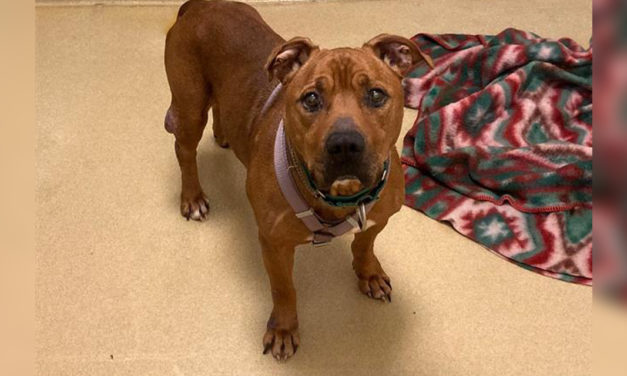 Adopt-A-Pet: Gerald from Orange County Animal Services