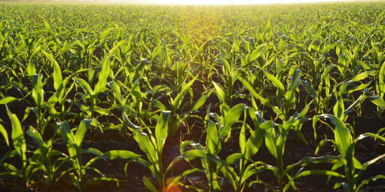 Pittsboro’s RAFI Calling Out Antitrust Violations in Farming