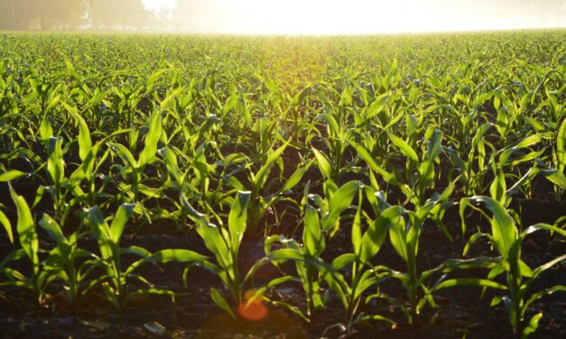 Pittsboro’s RAFI Calling Out Antitrust Violations in Farming