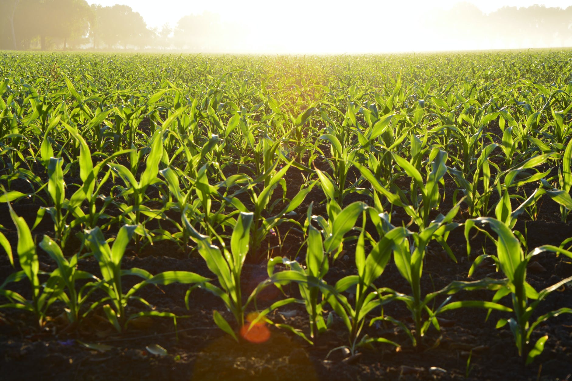 Pittsboro’s RAFI Calling Out Antitrust Violations in Farming