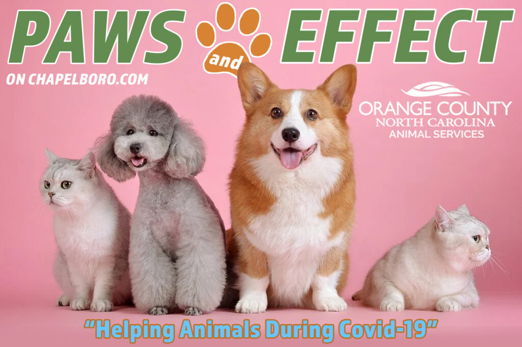Paws and Effect: Helping Animals During COVID-19 