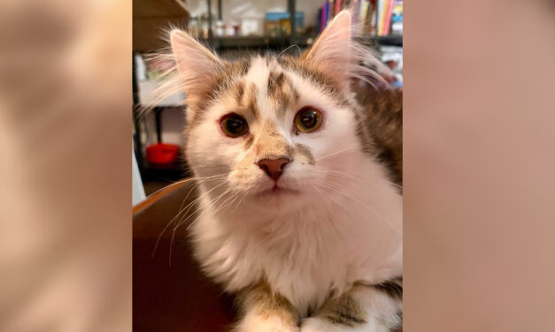 Adopt-A-Pet: Lucky and Bernie from Independent Animal Rescue