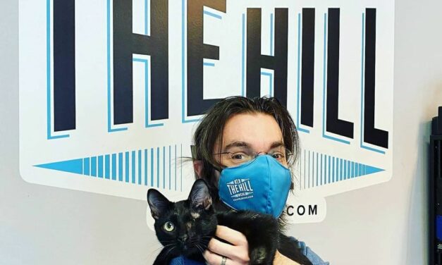 Adopt-A-Pet: Harlow from Cat Tales Cat Cafe