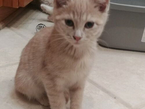 Adopt-A-Pet: Tawny from the Goathouse Refuge