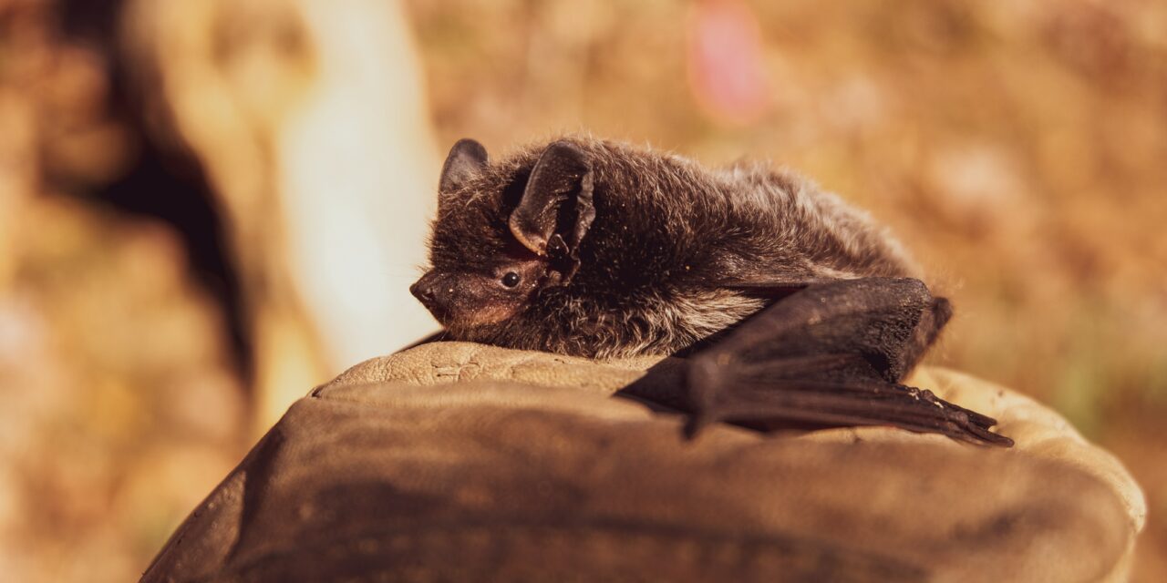 Bat Captured in Chapel Hill Tests Positive for Rabies, Orange County’s First Case of 2021