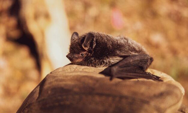 Bat Captured in Chapel Hill Tests Positive for Rabies, Orange County’s First Case of 2021