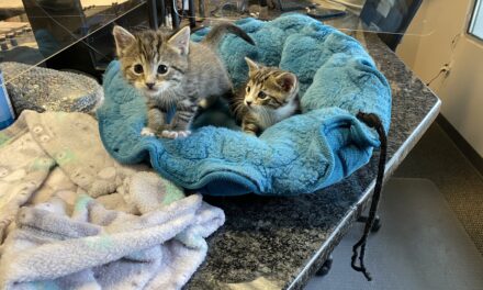 Adopt-A-Pet: Wicket and Warrick from Independent Animal Rescue