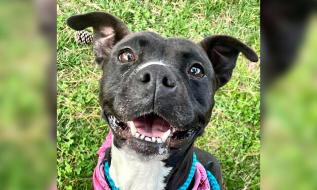 Adopt-A-Pet: Magnolia from Orange County Animal Services