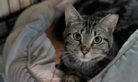 Adopt-A-Pet: Denver from Cat Tales Cat Cafe