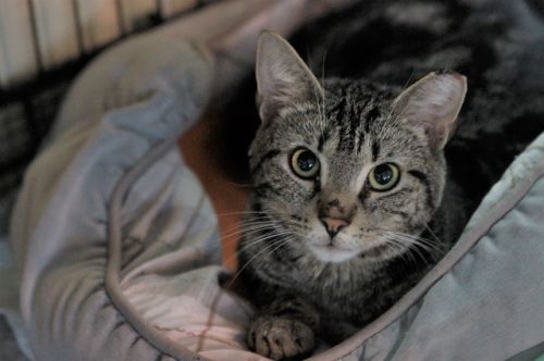 Adopt-A-Pet: Denver from Cat Tales Cat Cafe