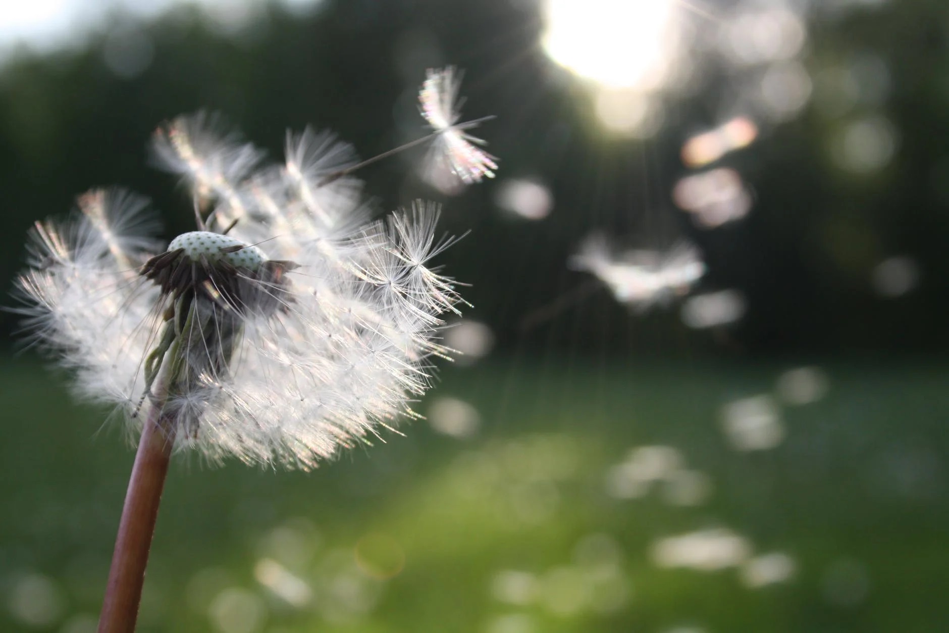 Penny for Your Thoughts: Pollen Season