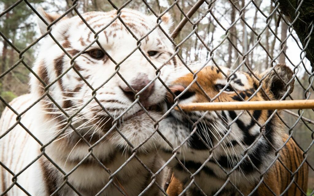 Carolina Tiger Rescue: Taking Care Of The Big Cats