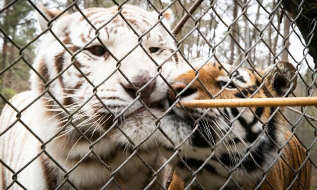 Carolina Tiger Rescue: Taking Care Of The Big Cats