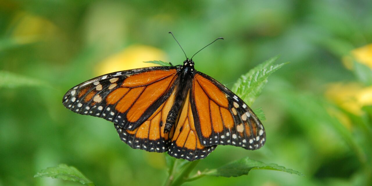 Carrboro, Chapel Hill Pledge to Help Save the Monarch Butterfly