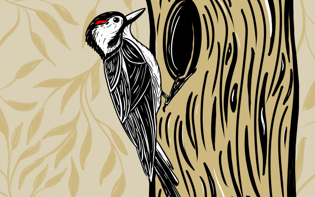 The Red-Cockaded Woodpecker: The Brutal Effects Of Climate Change And Government Action