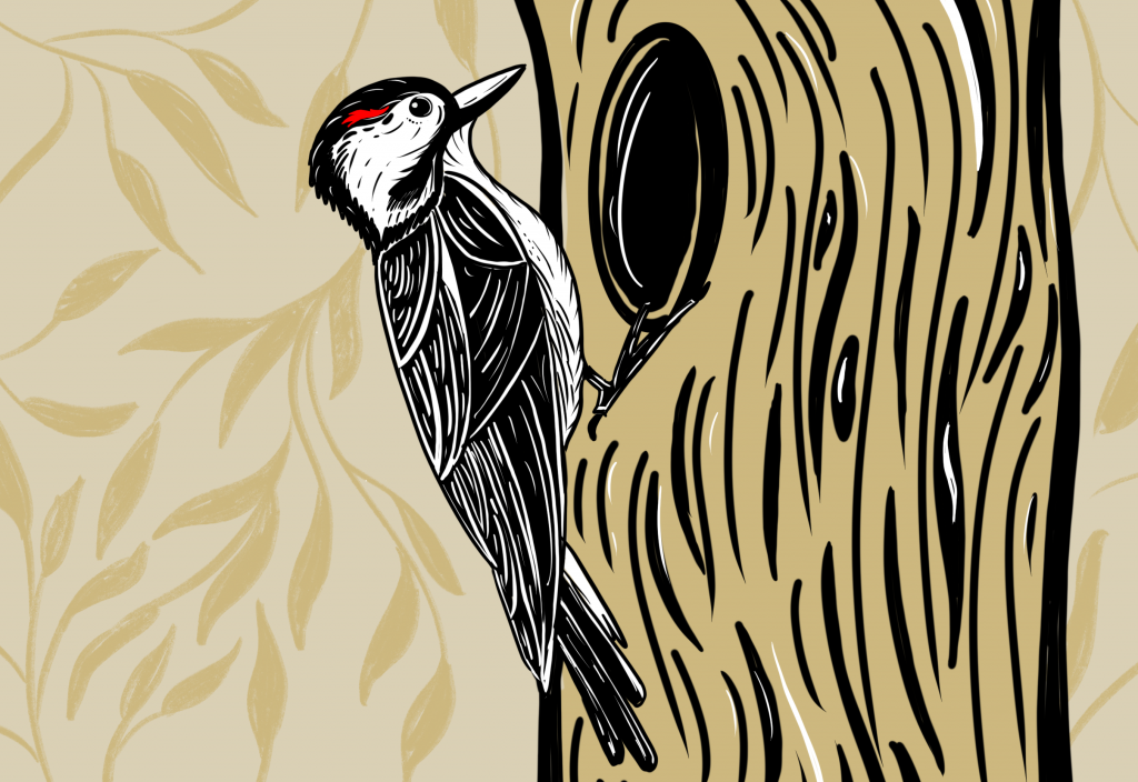 The Red-Cockaded Woodpecker: The Brutal Effects Of Climate Change And Government Action