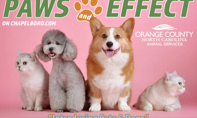 Paws and Effect: Introducing Cats & Dogs
