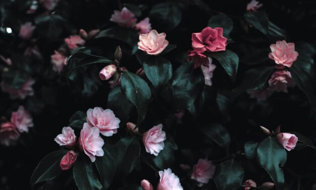 This Just In: Mother’s Day