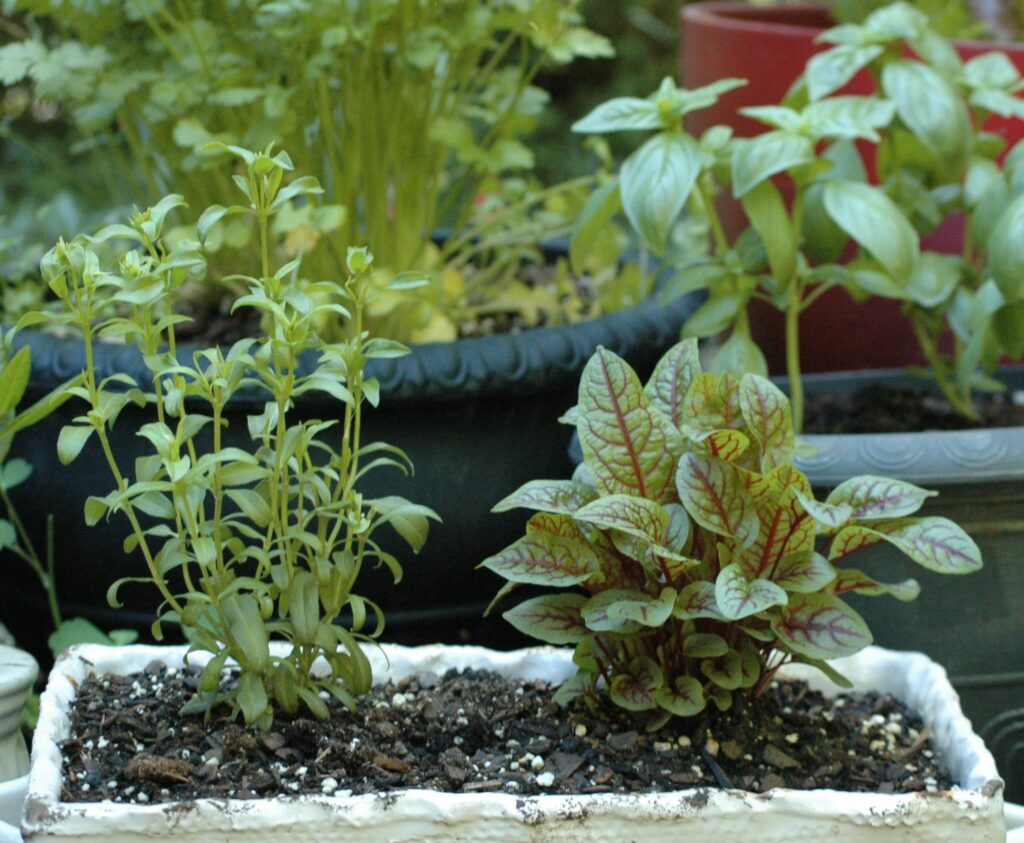 Playing in the Dirt: Growing Herbs for a Beautiful and Flavorful Garden - Vimarsana News