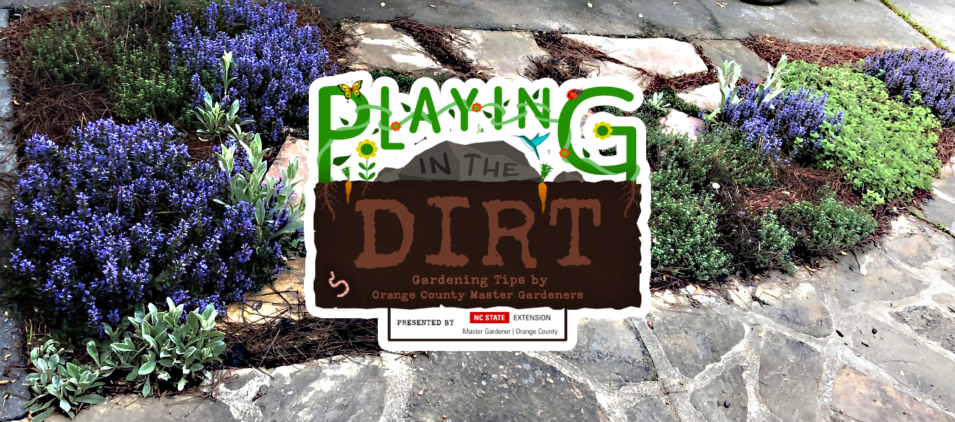 Playing in the Dirt: Growing Herbs for a Beautiful and Flavorful Garden