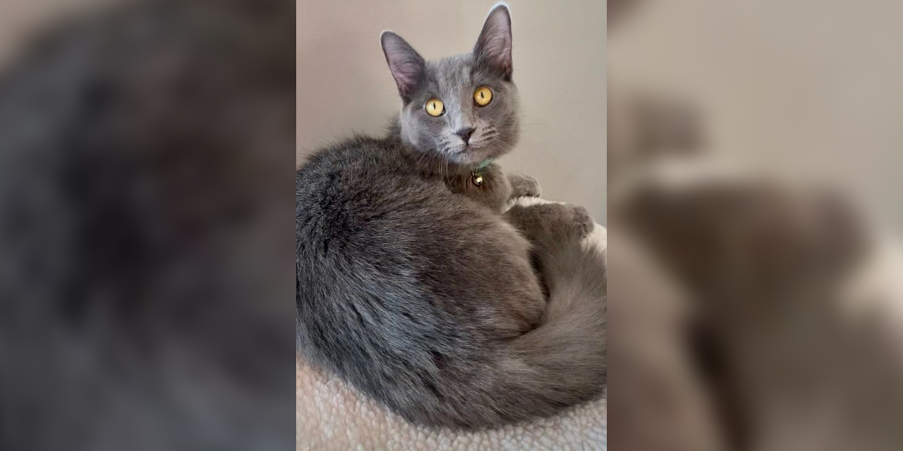 Adopt-A-Pet: Freya 2 from Cat Tales Cat Cafe