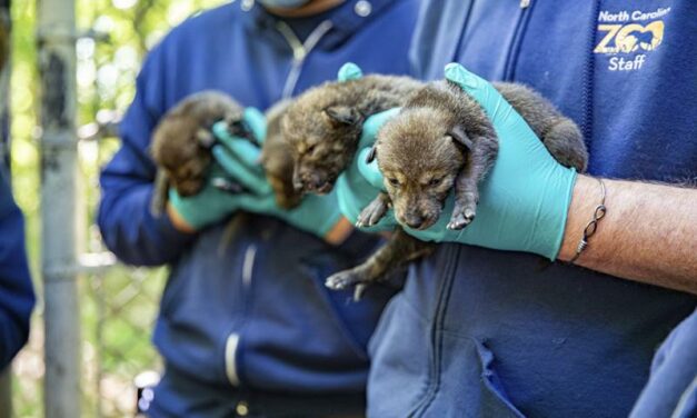 Endangered Red Wolves Born at North Carolina Zoo, Doing Well