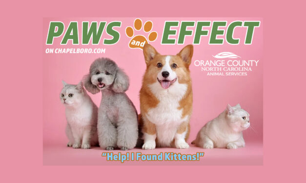 Paws and Effect: Help! I Found Kittens!