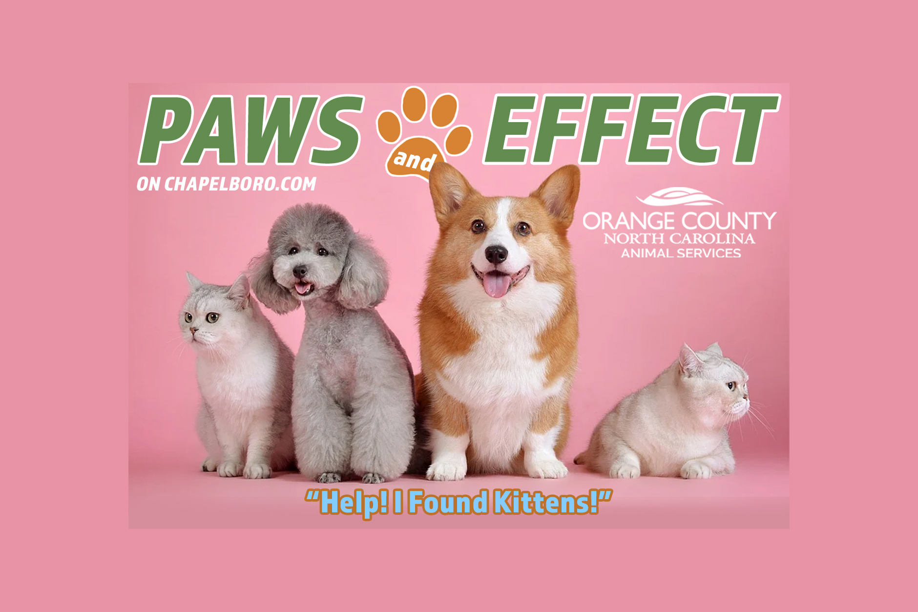 Paws and Effect: Help! I Found Kittens!