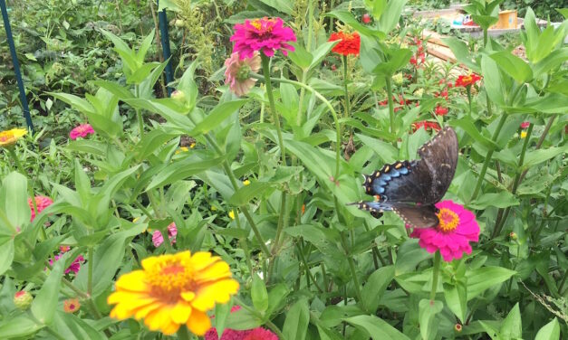 Playing in the Dirt: Six Simple-to-Grow, Heat-Loving Summer Flowers