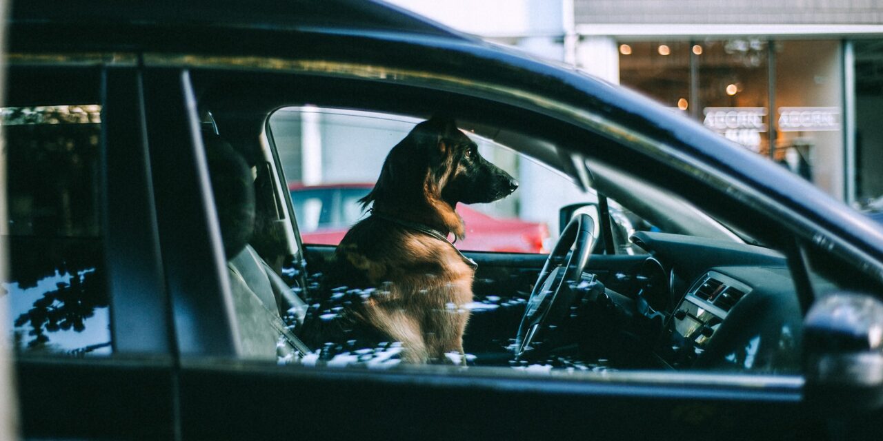 Orange County Animal Services Reminds Pet Owners About Dangers of Heat, Hot Cars