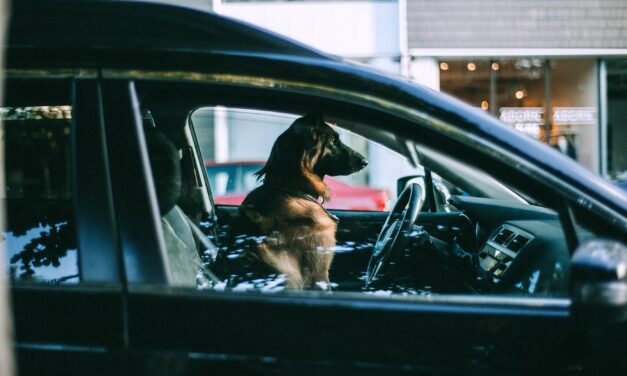 Orange County Animal Services Reminds Pet Owners About Dangers of Heat, Hot Cars