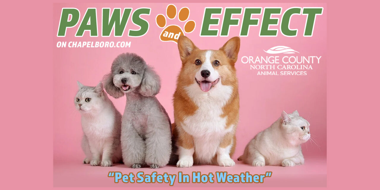Paws and Effect: Pet Safety in Hot Weather