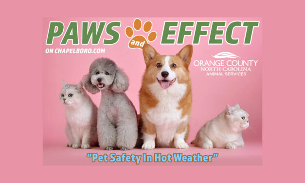 Paws and Effect: Pet Safety in Hot Weather