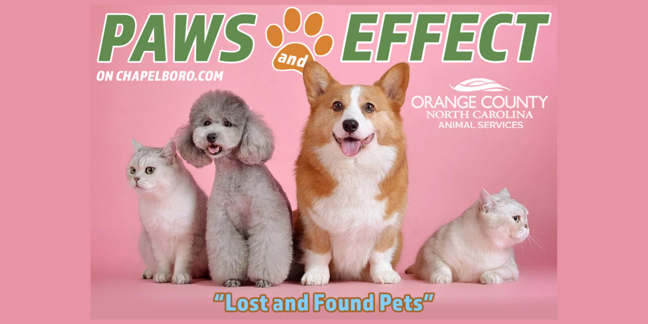 Paws and Effect: Lost and Found Pets