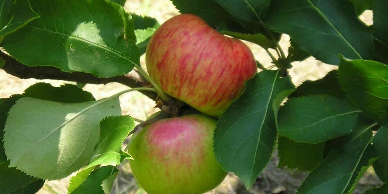 The Apple of Chatham’s Eye: Residents Can Purchase Commemorative Trees
