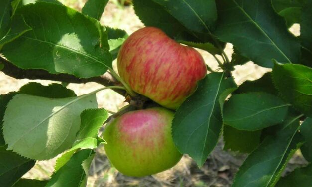 The Apple of Chatham’s Eye: Residents Can Purchase Commemorative Trees