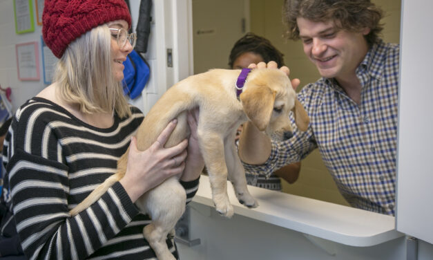 Pandemic Puppies Face Increased Anxiety as Owners Return to Work