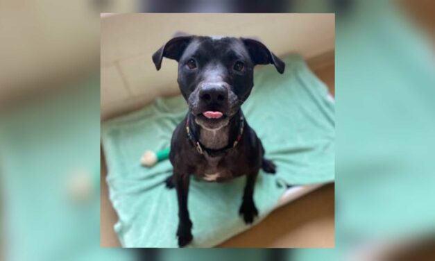 Adopt A Pet: Emily from OCAS