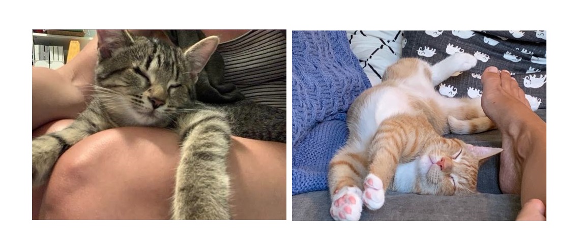 Adopt-A-Pet: Jenny & Julio