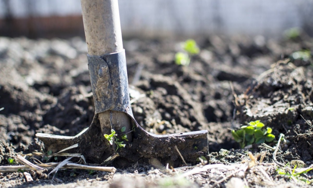 Playing In The Dirt: It’s All About The Soil