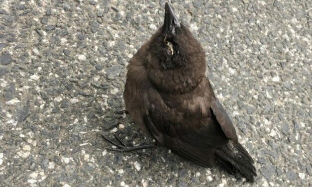 NC Wildlife Experts Alert Residents to Mysterious Songbird Illness