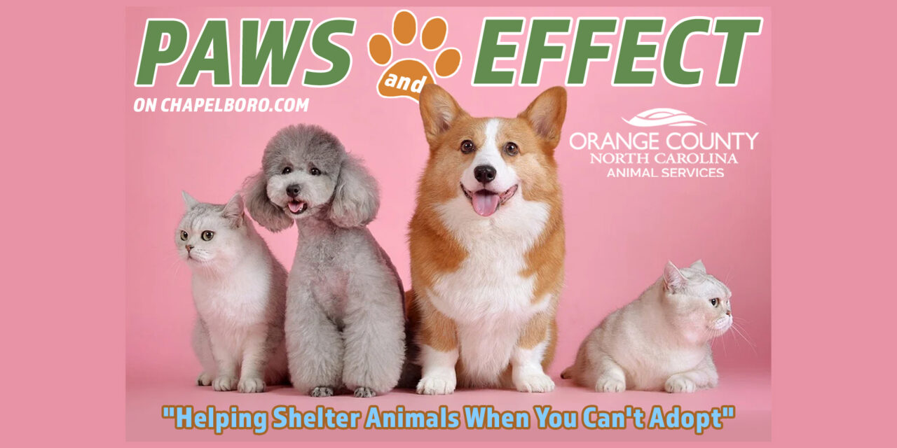 Paws and Effect: Helping Shelter Animals When You Can’t Adopt