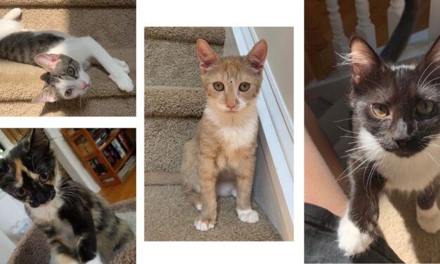 Adopt-A-Pet: Jess, Bo, Woody and Buzz