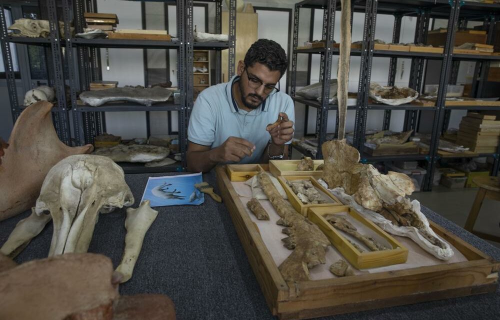 Egypt Team Identifies Fossil of Land-Roaming Whale Species