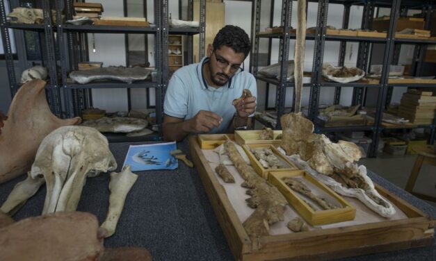 Egypt Team Identifies Fossil of Land-Roaming Whale Species