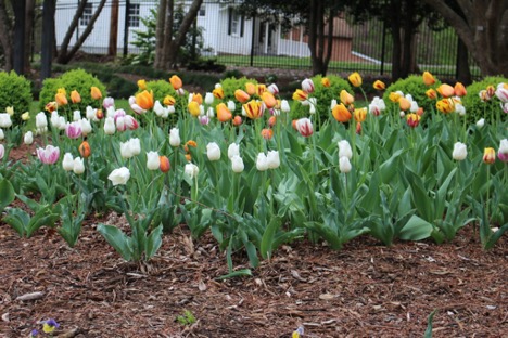 Playing in the Dirt: Plant Bulbs in the Fall for Delightful Spring Flowers!