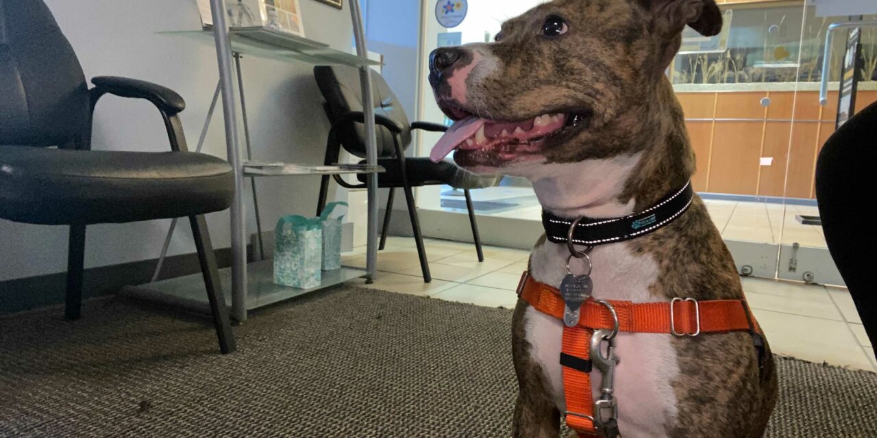 Adopt-A-Pet: Vanya